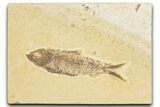 Detailed Fossil Fish (Knightia) - Wyoming #348048-1